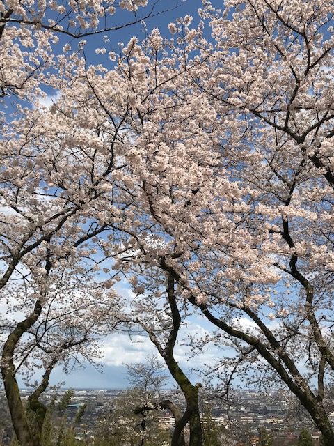 石川県教育センターの桜。