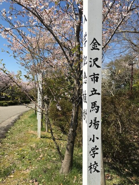卯辰山に花見に行って来ました。